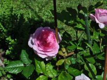 Rosa 'Ghita'