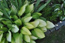 Hosta 'Gold Standard'
