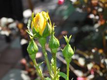 Rosa 'Gripsholm'