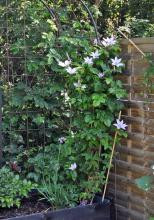 Clematis 'Hagley Hybrid'