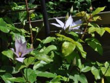 Clematis 'Hagley Hybrid'