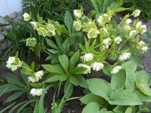 Helleborus orientalis - julros 'Double Ellen White'