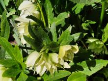 Helleborus orientalis - julros 'Double Ellen White'