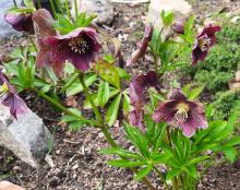 Helleborus niger 'Pink Lady' - julros