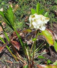 Helleborus orientalis - vit