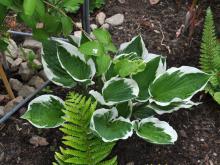 Hosta fortunei  - blomsterfunkia 'Patriot'