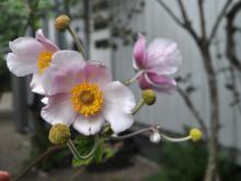 Anemone x hybrida 'Königin Charlotte' - julros