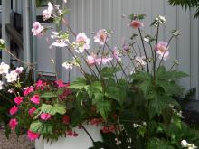 Anemone x hybrida 'Königin Charlotte' - julros