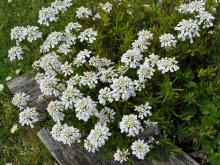 Iberis sempervirens - vinteriberis