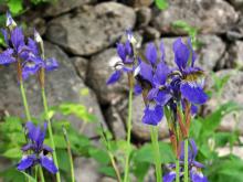 Iris robusta 'Gerald Darby'