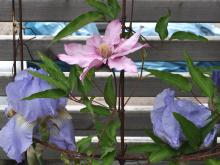 Clematis 'Isabella'