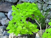 Acer shirasawanum Aureum - japansk gyllenlönn