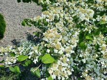 Viburnum plicatum 'Kilimandjaro' - olvon