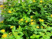 Hypericum calycinum - praktjohannesört
