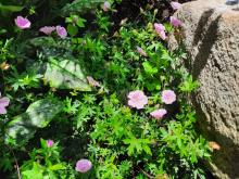 Geranium sanguineum var striatum - jungfrunäva