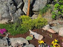 Juniperus pfitzeriana (x) 'Old Gold' - kinesisk en