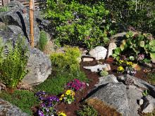 Juniperus pfitzeriana (x) 'Old Gold' - kinesisk en