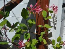 Lonicera caprifolium - kaprifol