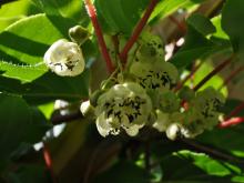 Actinidia - minikiwi