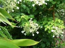 Hydrangea anomala - klätterhortensia
