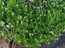 Empetrum niger - kråkbär