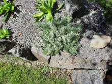 Artemisia schmidtiana 'Silver mound' - krypmalört