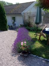 Lavandula angustifolia - lavendel