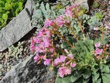 Lewisia