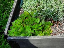 Sempervivum tectorum - taklök