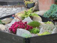 Phedimus spurius 'Spot On Deep Rose' - Kaukasiskt fetblad