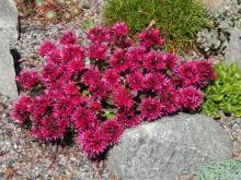 Phedimus spurius 'Spot On Deep Rose' - Kaukasiskt fetblad