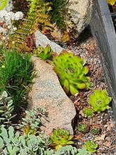 Sempervivum tectorum - taklök