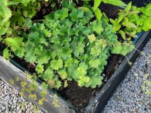 Alchemilla erythropoda - liten daggkåpa