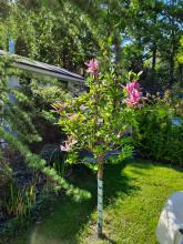 Magnolia lilliflora 'Susan'