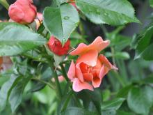 Rosa 'Marie Curie'