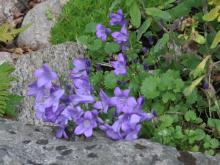 Campanula portenschlagiana - murklocka