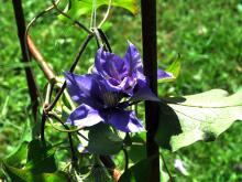 Clematis 'Boulevard Olympia'