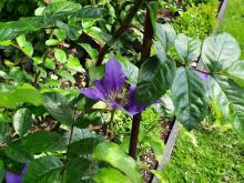 Clematis 'Boulevard Olympia'