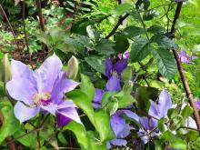 Clematis 'Boulevard Olympia'