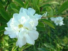 Exochorda racemosa - pärlbuske