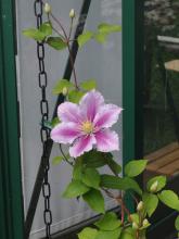 Clematis 'Piilu'
