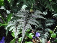 Athyrium niponicum 'Pewter Lace' - regnbågsbräken