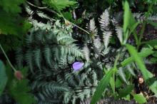 Athyrium niponicum 'Pewter Lace' - regnbågsbräken