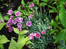 Dianthus hybrid 'Pink Kiss' - trädgårdsnejlika