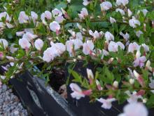 Cytisus purpureus - rosenginst