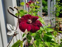 Clematis 'Rouge Cardinal'