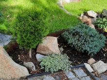 Samplantering thuja, japansk kärleksört och himalaya-en.