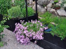 Saponaria ocymoides - liten såpnejlika