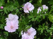 Geranium cinerum - silkesnäva 'Ballerina'