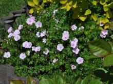 Geranium cinerum - silkesnäva 'Ballerina'